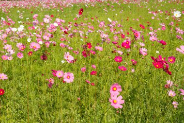 Bahçede Kozmos Çiçeği