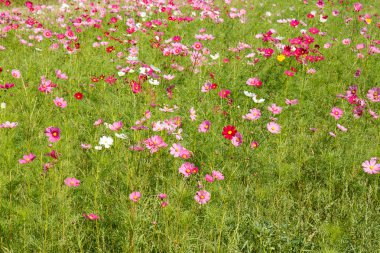 Bahçede Kozmos Çiçeği