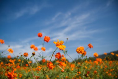 Sarı Kozmos Çiçeği Bahçede