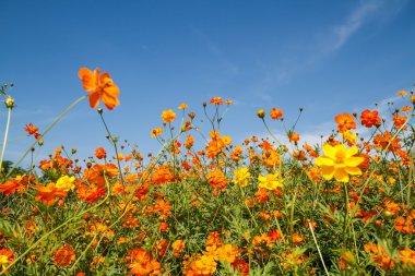 Sarı Kozmos Çiçeği Bahçede