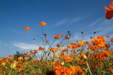 Sarı Kozmos Çiçeği Bahçede