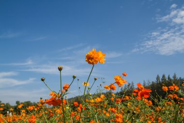 Sarı Kozmos Çiçeği Bahçede