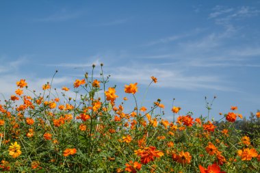 Sarı Kozmos Çiçeği Bahçede