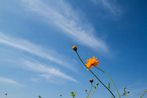 Желтый казачий цветок в саду — стоковое фото