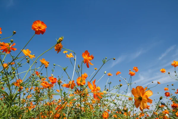 Sarı Kozmos Çiçeği Bahçede