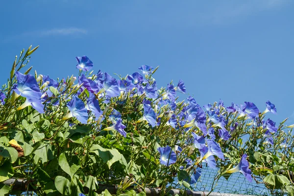 Blauwe ipomoea in tuin — Stockfoto
