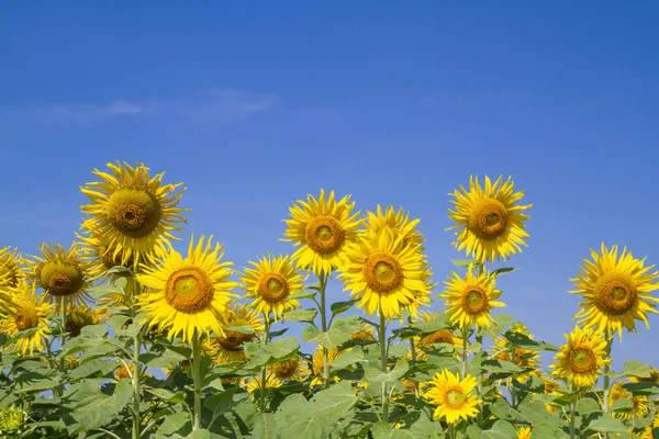 Flor del sol en el jardín — Foto de Stock