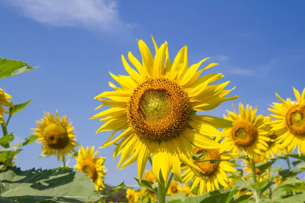 Flor del sol en el jardín — Foto de Stock