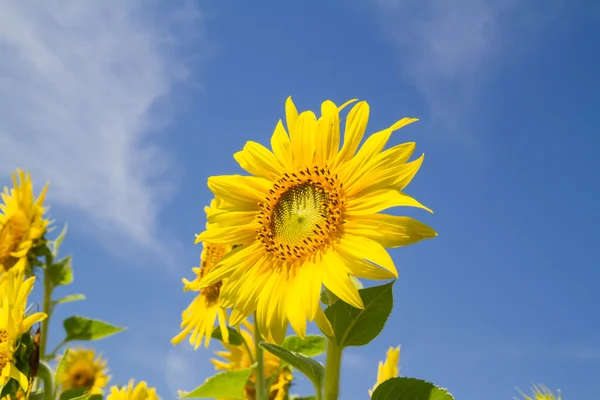 Sun flower i trädgården — Stockfoto