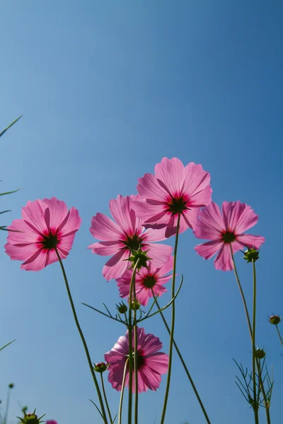 정원에서 꽃피는 코스모스 — 스톡 사진