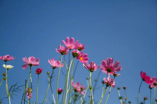 Kosmos Blomma i trädgården — Stockfoto