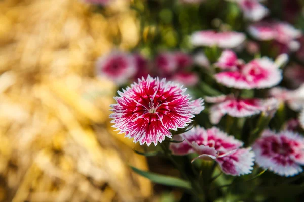 Dianthus chinensis dans le jardin — Photo