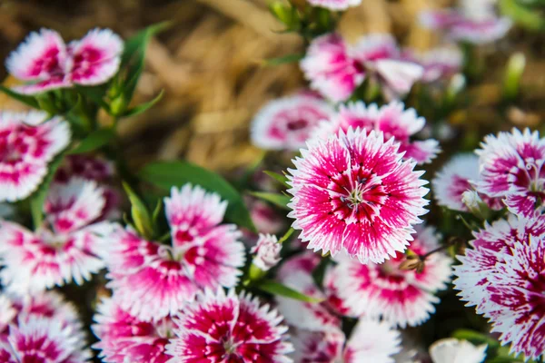 Dianthus chinensis in garden — Stock Photo, Image