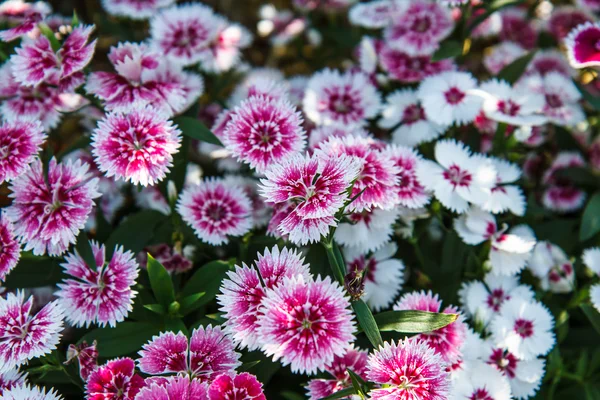 Dianthus chinensis in garden — Stock Photo, Image