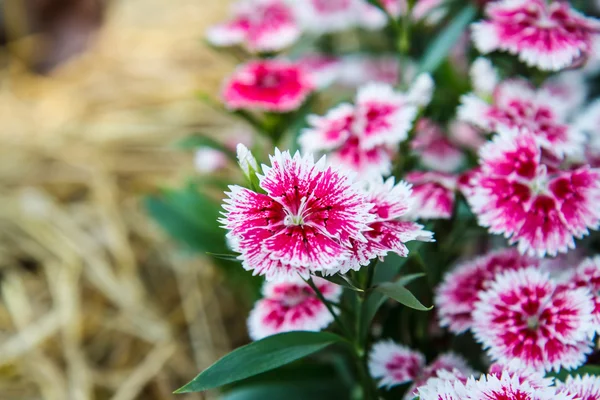 Dianthus chinensis in garden — Stock Photo, Image