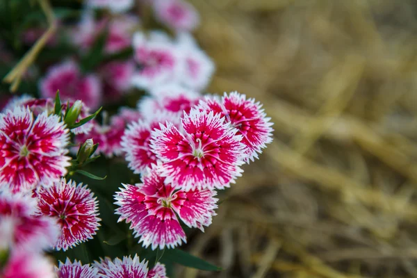 Dianthus chinensis в саду — стокове фото