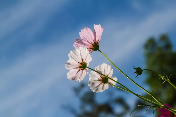 Kosmos Blomma i trädgården — Stockfoto