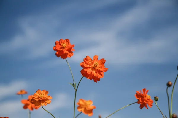 庭の黄色いコスモスの花 — ストック写真