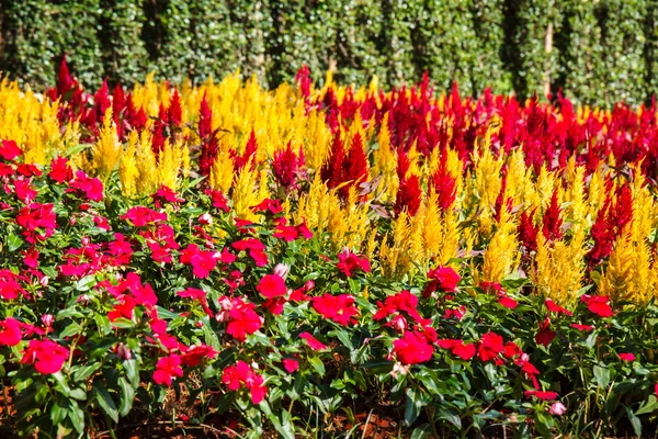 Blomma i trädgården — Stockfoto