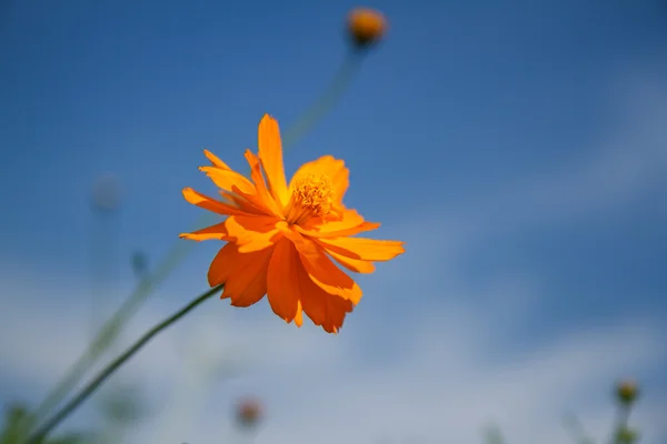Yellow cosmos flower in garden — Stock Photo, Image