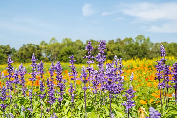 Lavender flowers in garden — Stock Photo, Image
