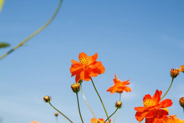 Sarı Kozmos Çiçeği Bahçede — Stok fotoğraf