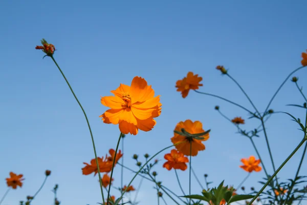 Sarı Kozmos Çiçeği Bahçede — Stok fotoğraf
