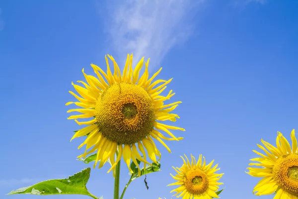 Flor del sol en el jardín — Foto de Stock