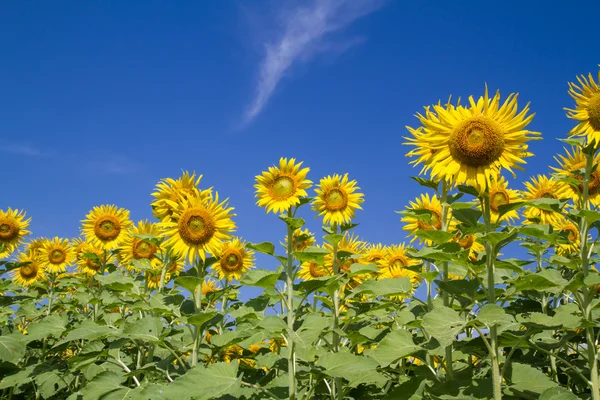 Flor del sol en el jardín — Foto de Stock