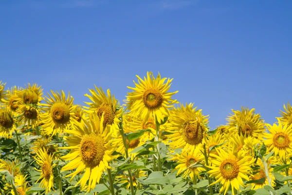 Flor del sol en el jardín — Foto de Stock