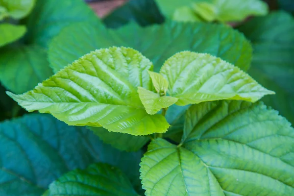 Leaf mulberry — Stockfoto