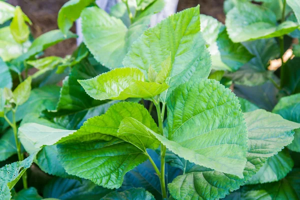 Leaf mulberry — Stockfoto