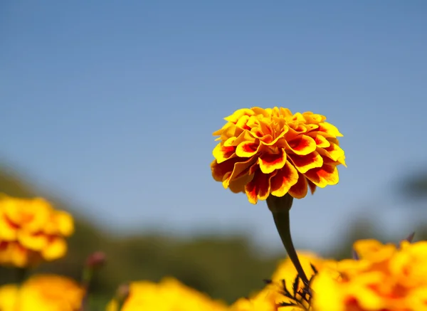 Marigolds στον κήπο — Φωτογραφία Αρχείου