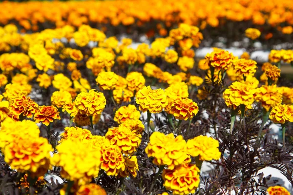 Marigolds в саду — стоковое фото