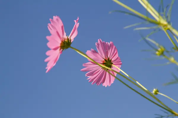 Kosmos Květ v zahradě — Stock fotografie