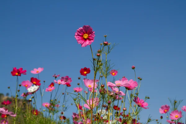 Flor del cosmos en el jardín — Foto de Stock