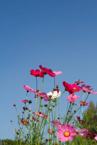 Kosmos Blomma i trädgården — Stockfoto