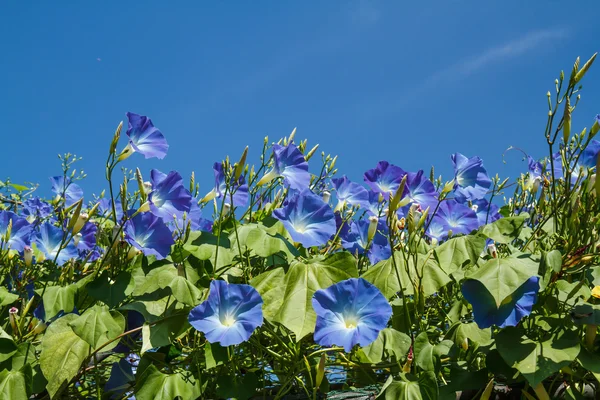 Blauwe ipomoea in tuin — Stockfoto