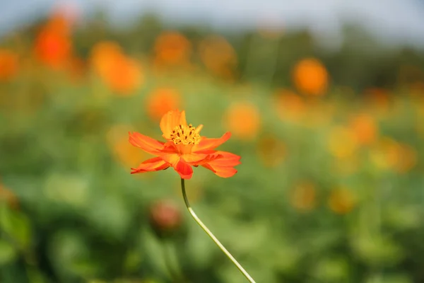 Gul kosmos blomma i trädgården — Stockfoto