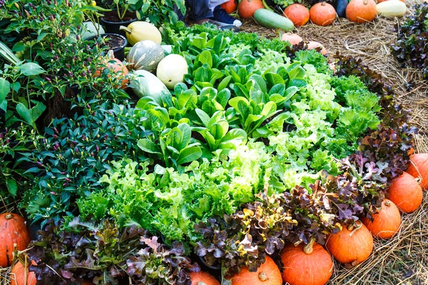 Jardín de verduras en Tailandia —  Fotos de Stock