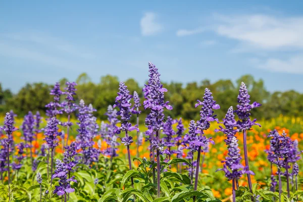 Flores de lavanda — Fotografia de Stock