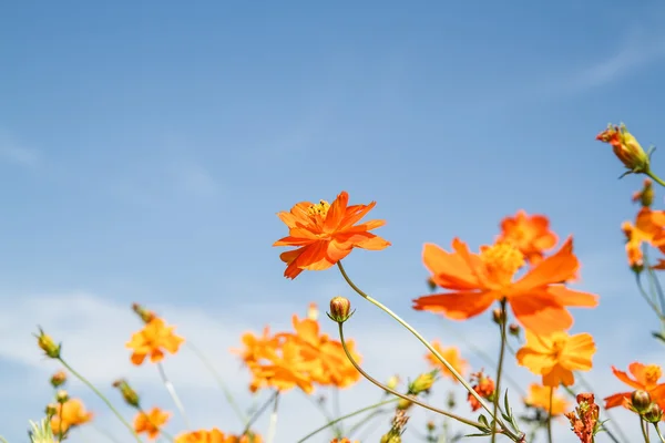 Fleur jaune cosmos dans le jardin — Photo