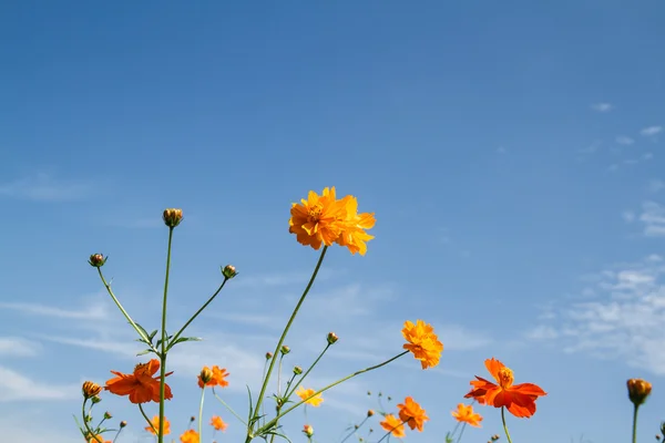 庭の黄色いコスモスの花 — ストック写真