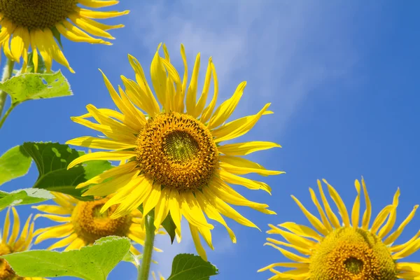 Sun flower in garden — Stock Photo, Image