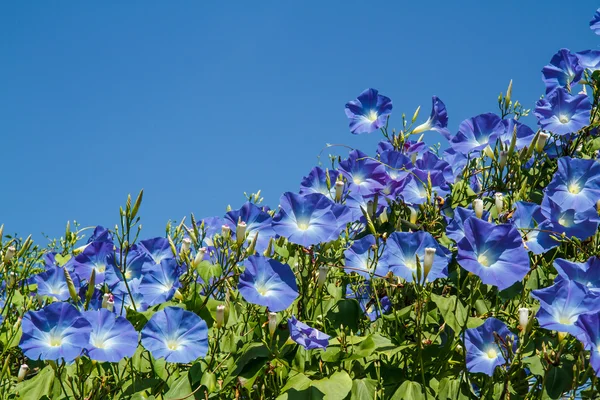 Ipomoea azul no jardim — Fotografia de Stock