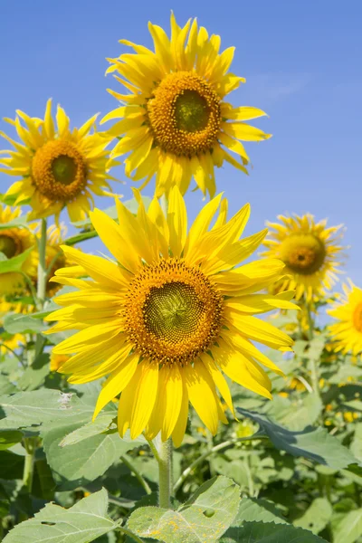 Flor del sol en el jardín — Foto de Stock