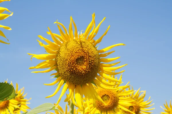 Kwiat słońca w ogrodzie — Zdjęcie stockowe