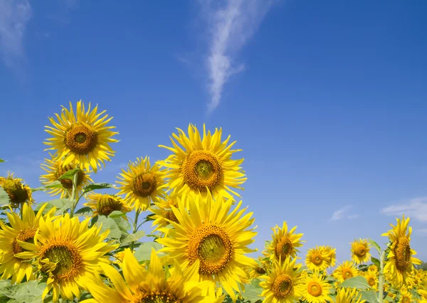 Flor del sol en el jardín — Foto de Stock