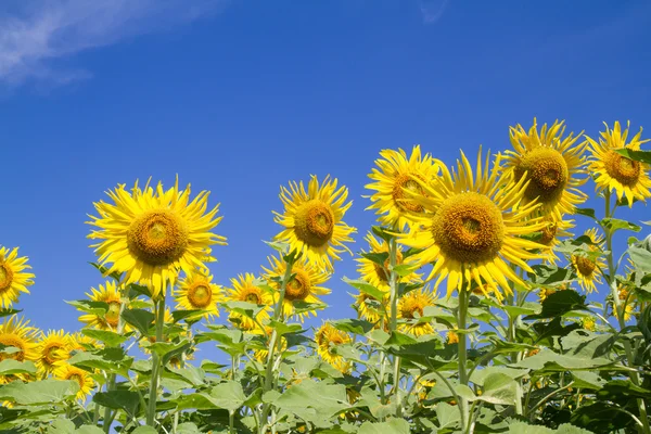 Flor del sol en el jardín — Foto de Stock