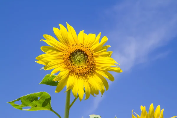 Sun flower in garden — Stock Photo, Image